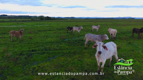 DOS EÓLICOS VIRA P FAZENDA_Moment.00_01_02_11.Quadro212_6129a6e952aec2cd0ad560a258858991223edf5d.jpg